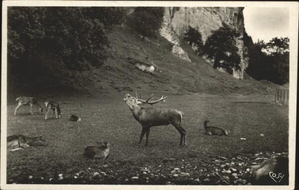 Hirsch Hellbrunn Salzburg Hirschgarten
