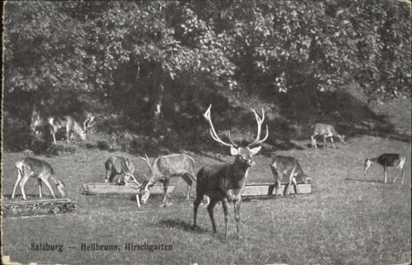 Hirsch Salzburg Hellbrunn Hirschgarten