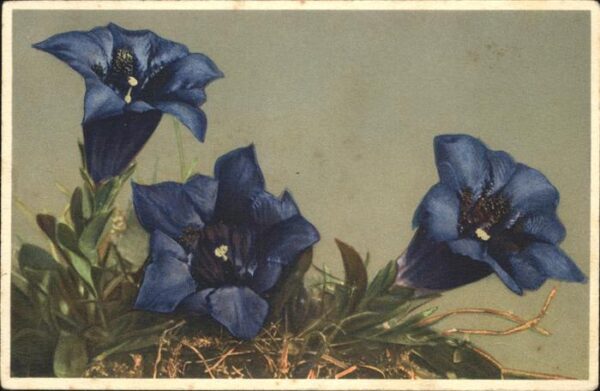 Blumen Enzian