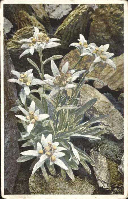 Edelweiss Leontopodium alpinum