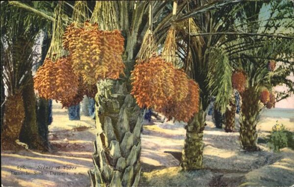 Baeume Trees Datteln Afrika