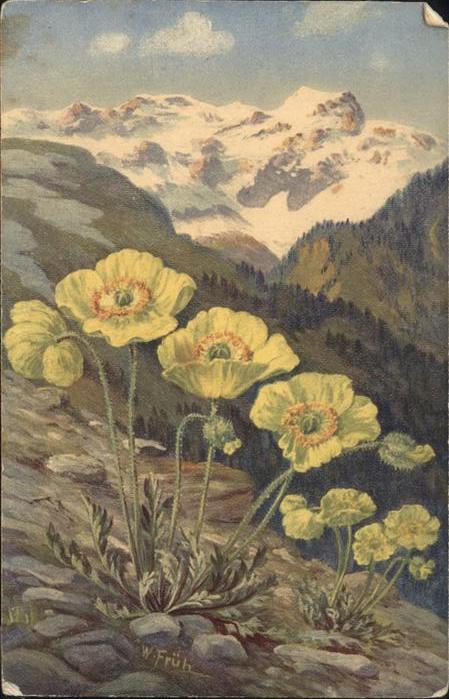 Blumen Papaver rhaeticum Leresche W Früh
