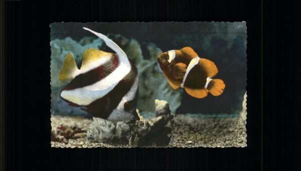 Fische Aquarium Monaco