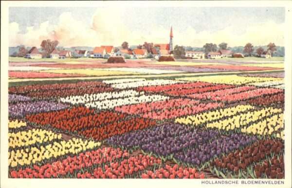 Blumen Tulpenfeld Holland