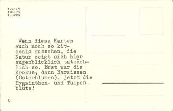 Blumen Tulpenfeld Holland – Bild 2