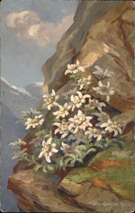 Edelweiss Künstlerkarte No 194