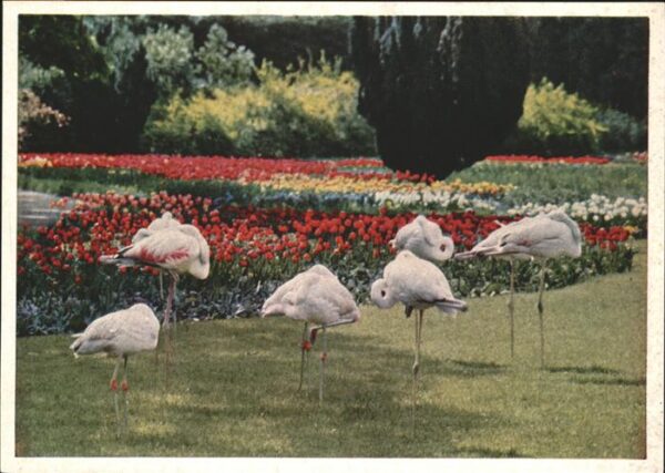 Flamingo Wilhelma Stuttagart Bad Cannstadt