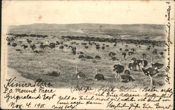 Voegel Strauss Ostriches