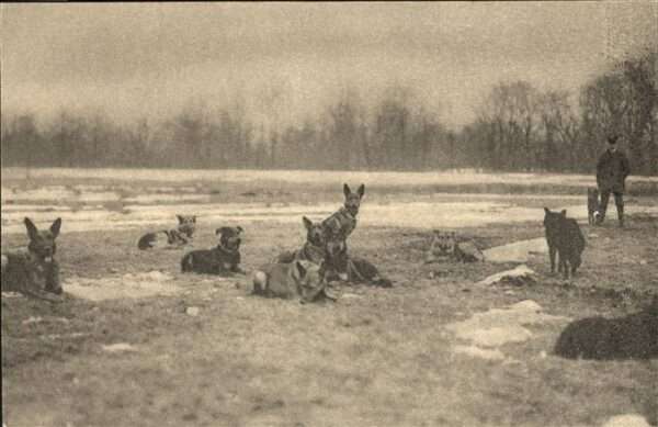 Hunde Sanität