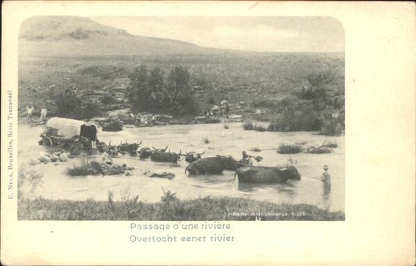 Buren Südafrika Transvaal Ochsen