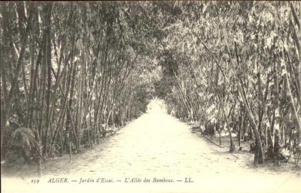 Alger Algerien Jardin Essai Allee des Bambous