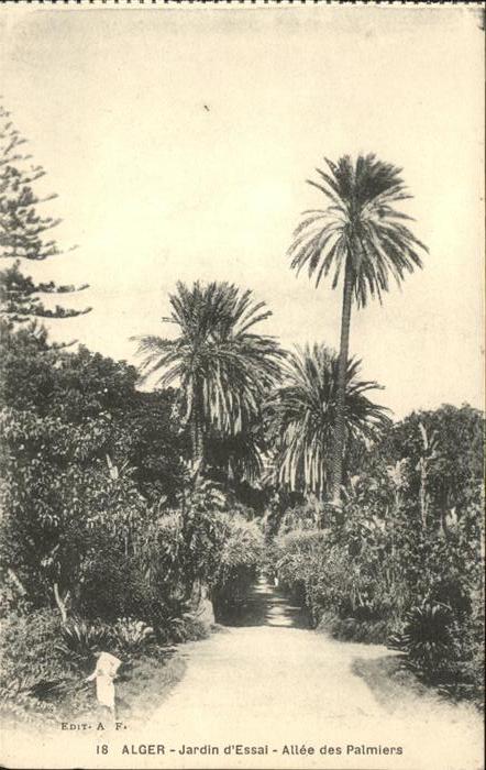 Alger Algerien Jardin d Essai Allee des Palmiers