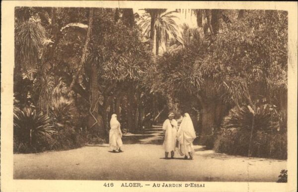 Alger Algerien Jardin Essai Palmen