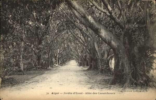 Alger Algerien Jardin essai allee des caoutchoucs