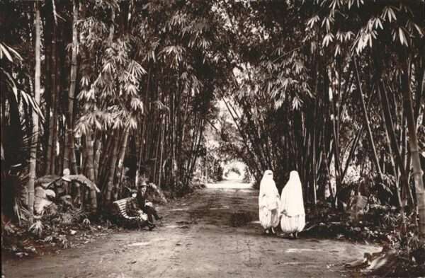 Alger Algerien Jardin essai allee des bambous