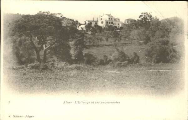 Alger Algerien L Olivage et ses promenades