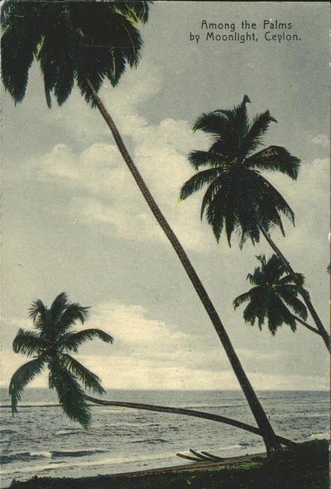 Ceylon Sri Lanka Among the Palms by Moonlight