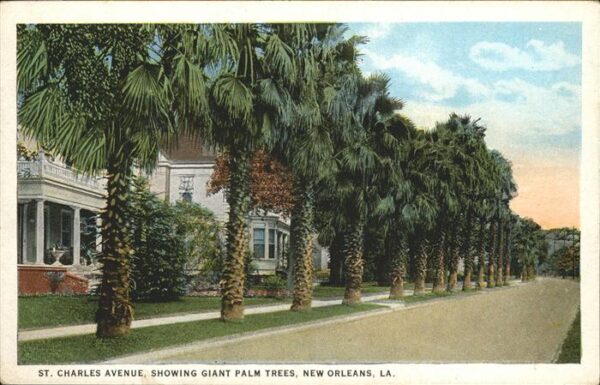 New Orleans Louisiana St: Charles Avenue Giant Palms