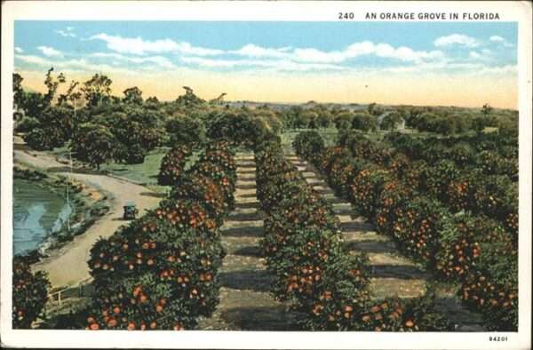 Orange Groves