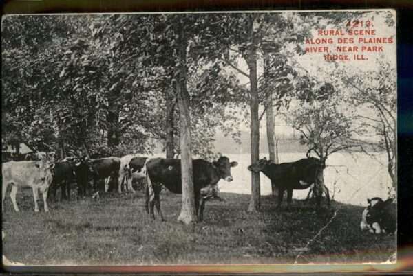 Park Ridge Illinois Rural Scene Plaines River