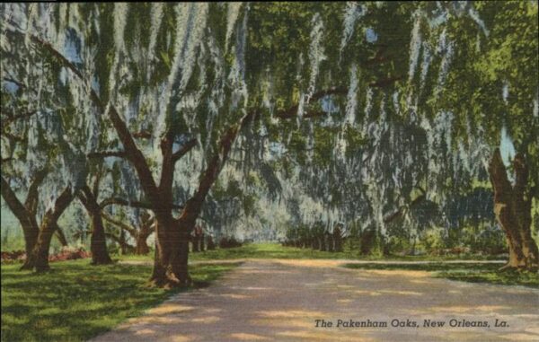 New Orleans Louisiana The Packenham Oaks