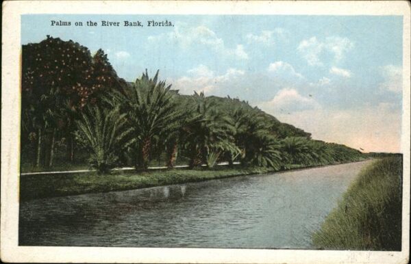 Florida Palms on the River Bank