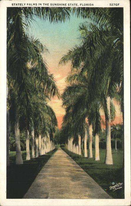Florida Stately Palms in the Sunshine State