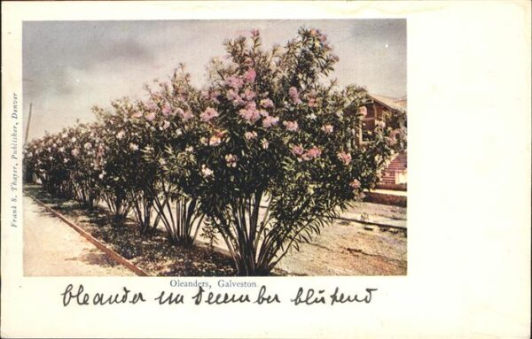 Galveston Texas Oleanders