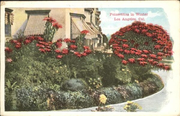 Los Angeles California Poinsettias in Winter