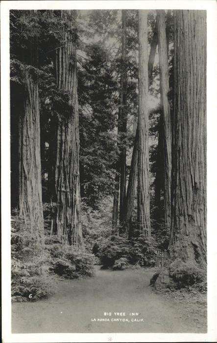 Baeume Trees Big Tree Inn La Honda Canyon California