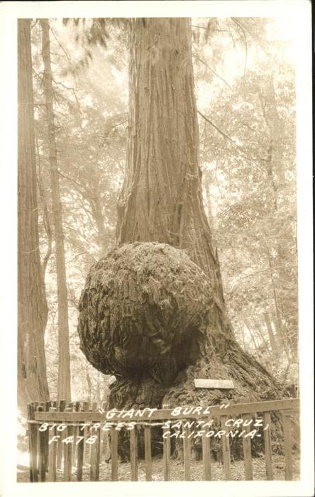 Baeume Trees Giant Burl Bif Trees Santa Cruz Califor