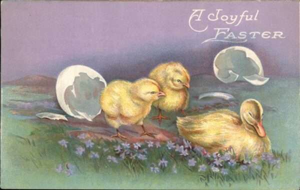 Enten Ostern Küken USA
