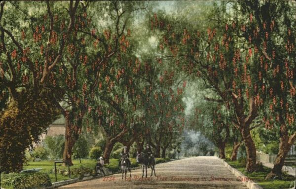 Baeume Trees Pepper Trees Driveway Southern Californ