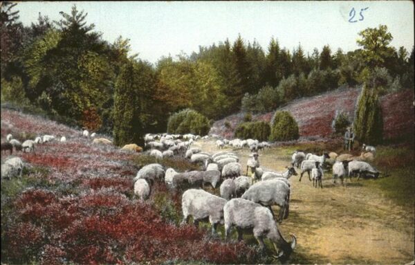 Schafe Heidschnucken Lüneburger Heide Künstler