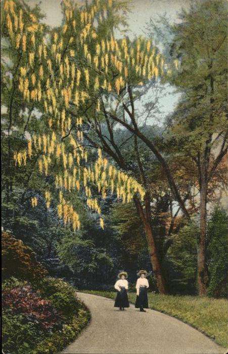 Baeume Trees Blumen