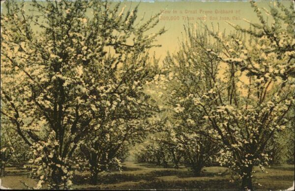 Baeume Trees Prune Orchard San Jose California