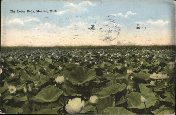 Blumen Lotus Beds Monroe Mich.
