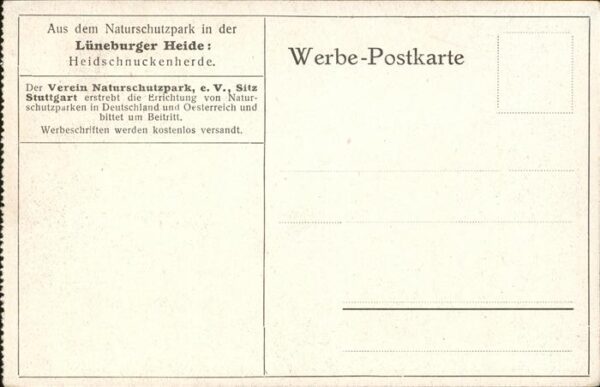 Schafe Lüneburger Heide Heidschnuckenherde – Bild 2