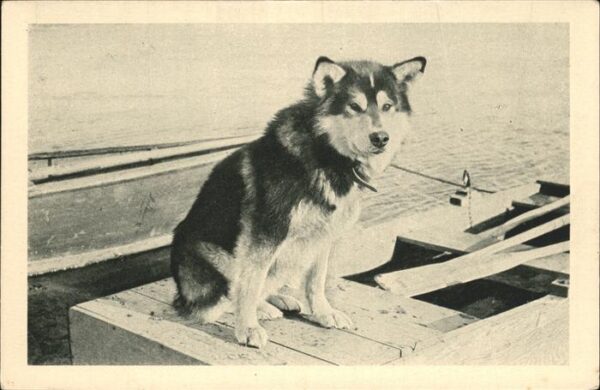 Hunde Spat Chien Mary's Igloo Alaska Husky
