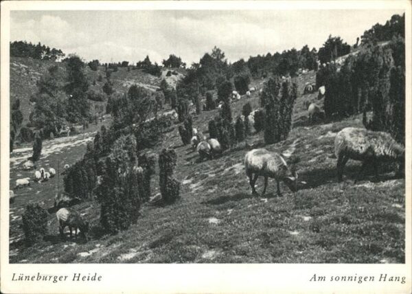 Schafe Lüneburger Heide