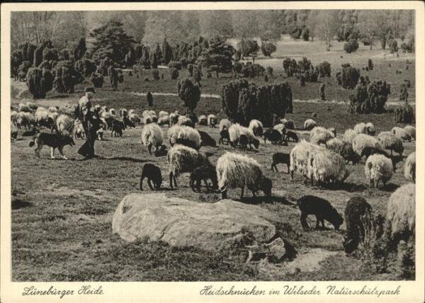 Schafe Heidschnucken Lüneburger HeideWildseder
