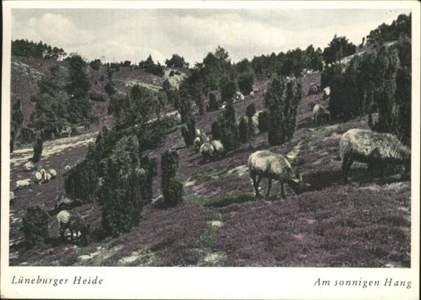 Schafe Lüneburger Heide