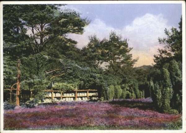 Natur Heide