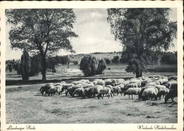 Schafe Lüneburger Heide Heidschnucken