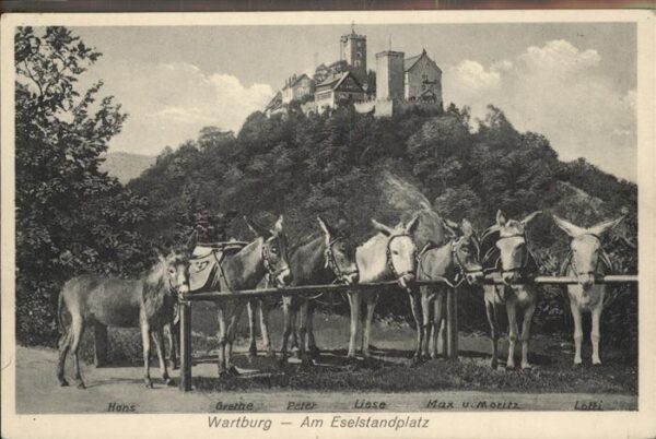 Esel Tiere Wartburg Eselstandplatz Lotti Liese Pet