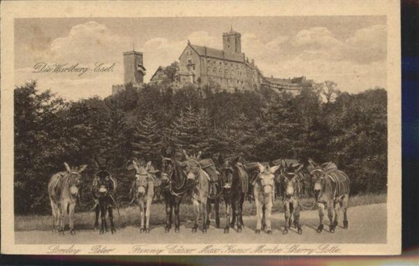Esel Tiere Wartburg Loreley Fanny Cäsar Sherry