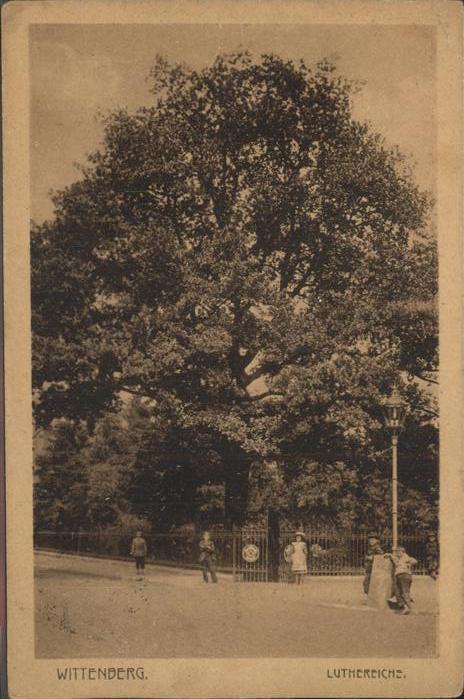 Baeume Trees Wittenberg Luthereiche