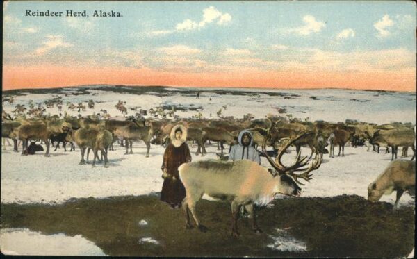 Hirsch Rentiere Reindeer Herd Alaska