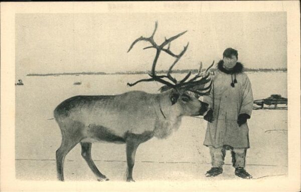 Hirsch Renne Maitre Rentier Cercle Arctique Al