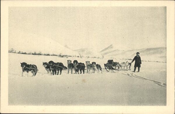 Hunde Cercle Arctique Alaska